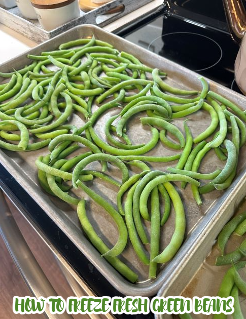 Blanched green beans spread out on a metal baking sheet, lightly frosted from freezing.