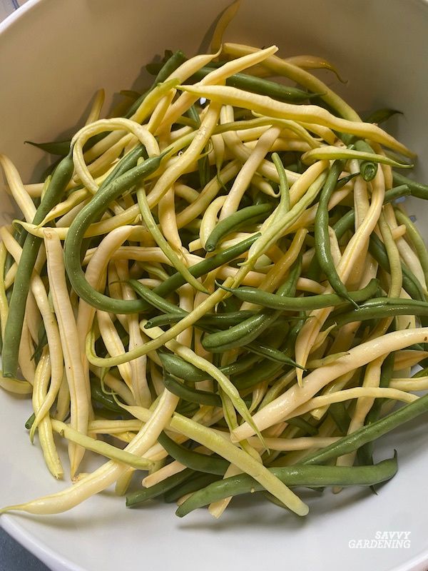 Close-up of freshly harvested yellow and green string beans in a white bowl, ready for blanching